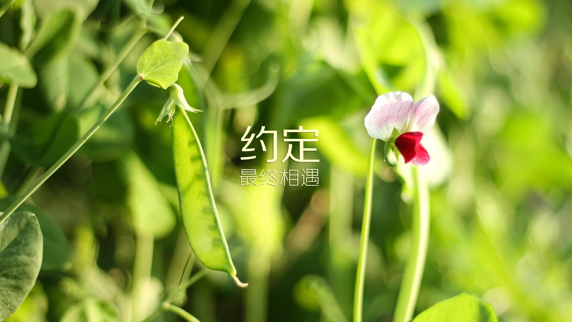 守望先锋 战队积分榜形势紧张，守望先锋排位分数对应段位