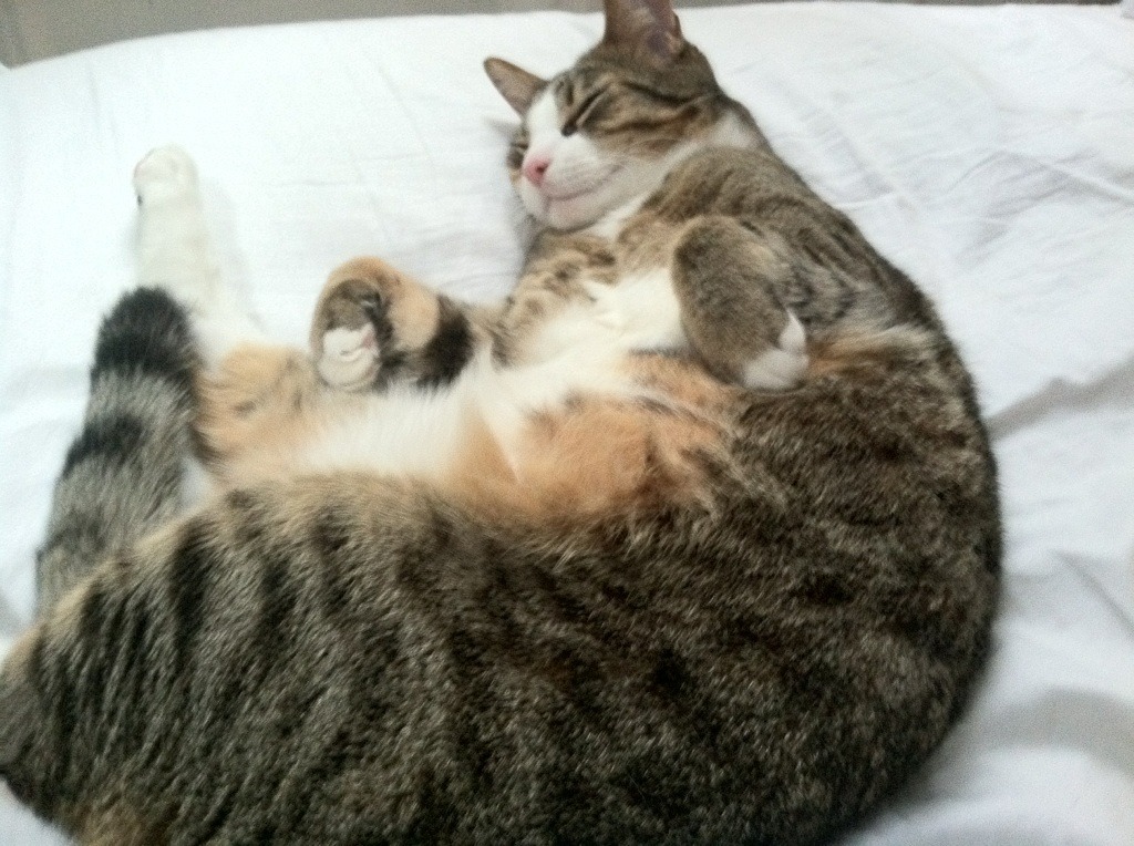 战术视频课全面覆盖每一细节帮助球员建立立体战术理解框架，球队战术